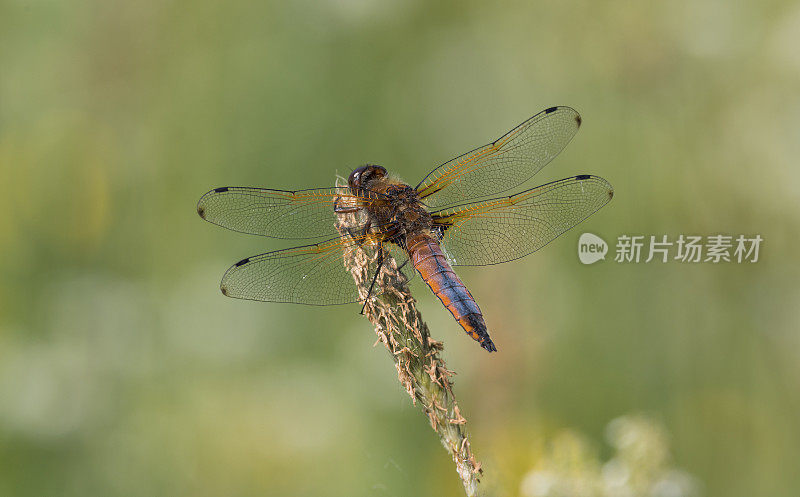 稀有的追逐蜻蜓(Libellula fulva)张开翅膀在阳光下的植被上休息